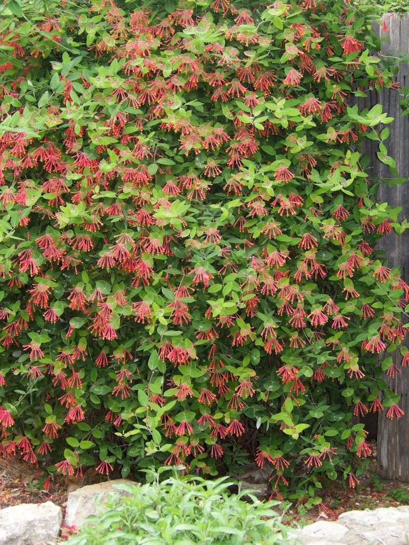 A Strong Native Option for a Softer Fence
