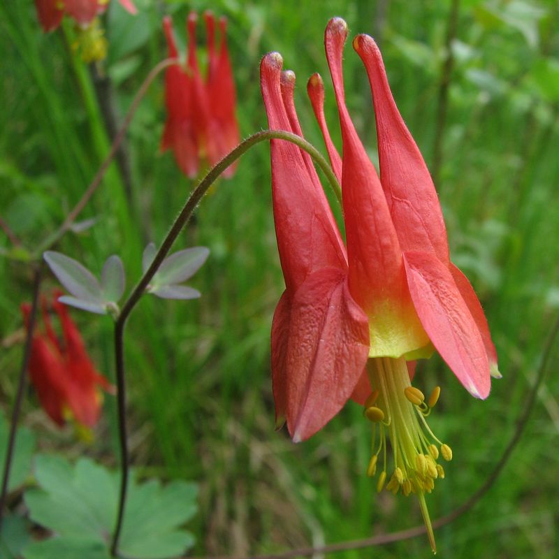 Eastern Columbine Can Refill Suitable Shaded Spots