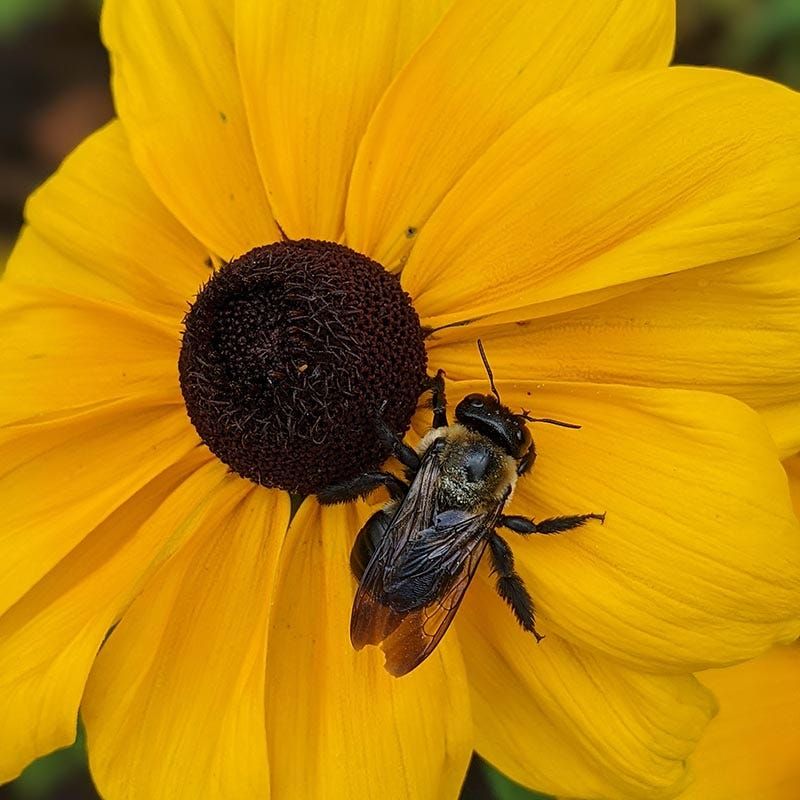 Meet Texas’s Black-Eyed Susan