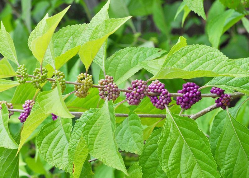 Consider The Native Shrub Behind Those Purple Berries