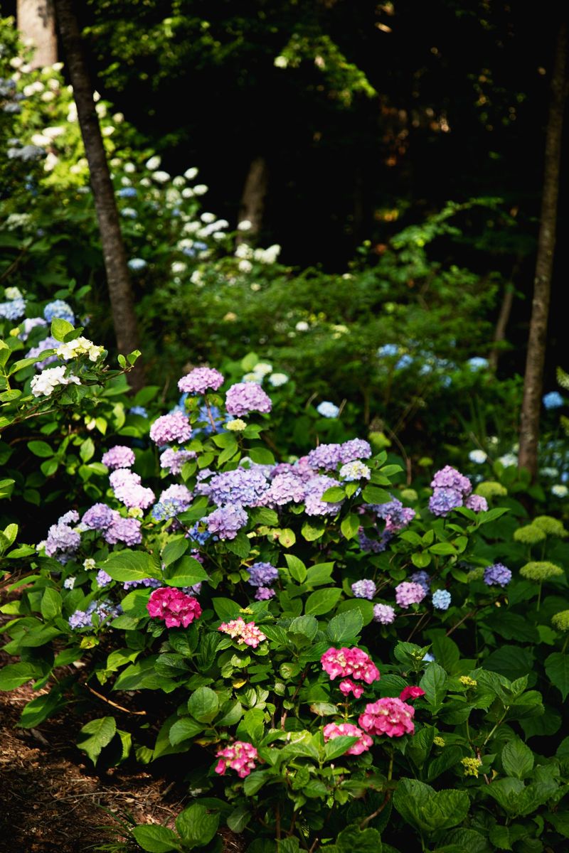 Protect Next Year’s Blooms Before You Cut