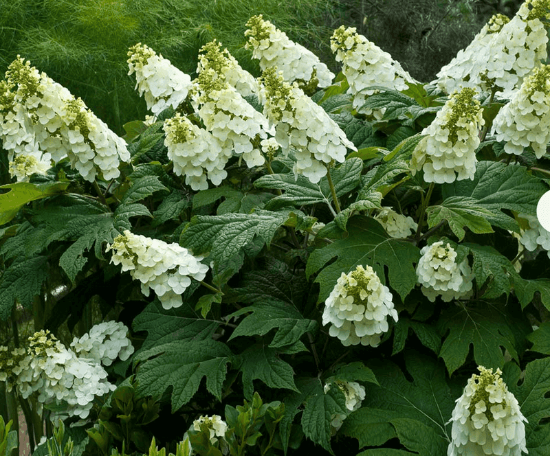 Oakleaf Hydrangea Is Your Summer Savior