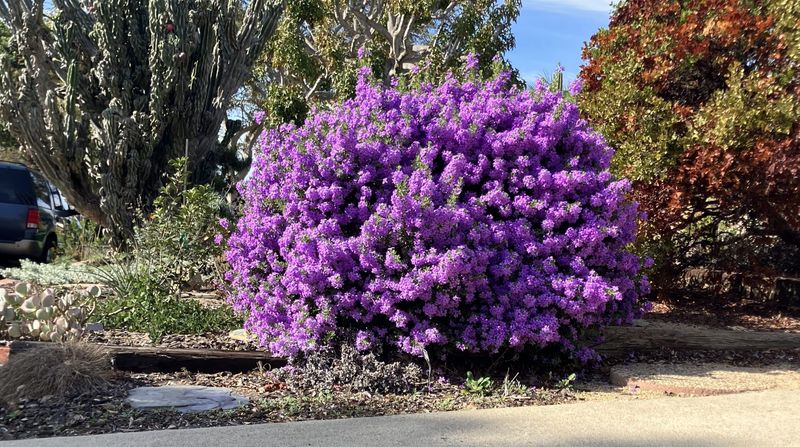 The Plant Claim Points To Texas Sage—but Does Not Prove It