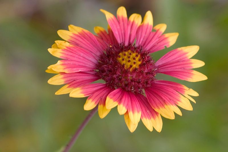 Meet Indian Blanket, A Self-Sowing Texas Native