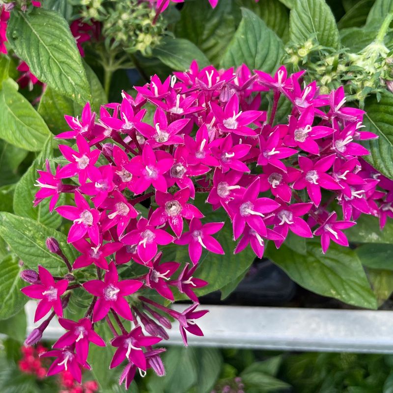 Pentas Bloom Nonstop When Everything Else Quits