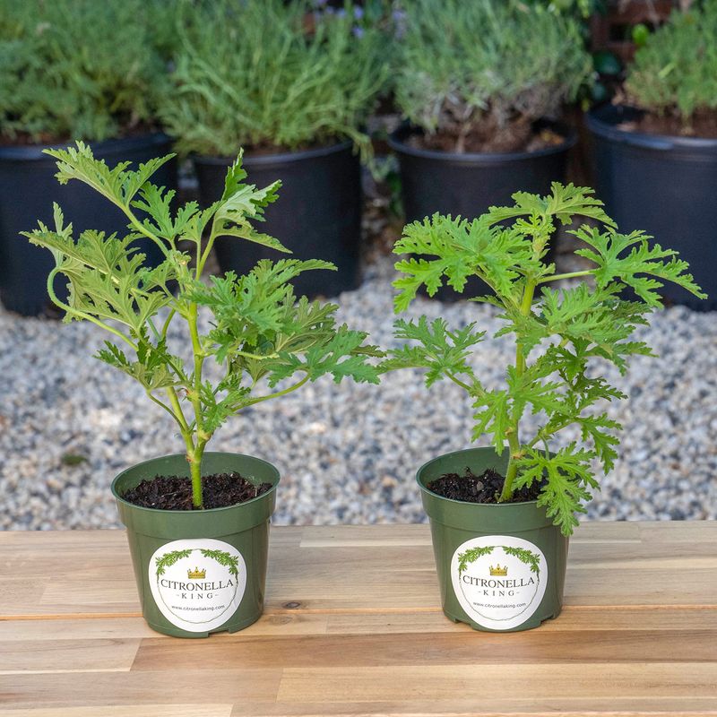 The Commonly Marketed Mosquito Plant Falls Short