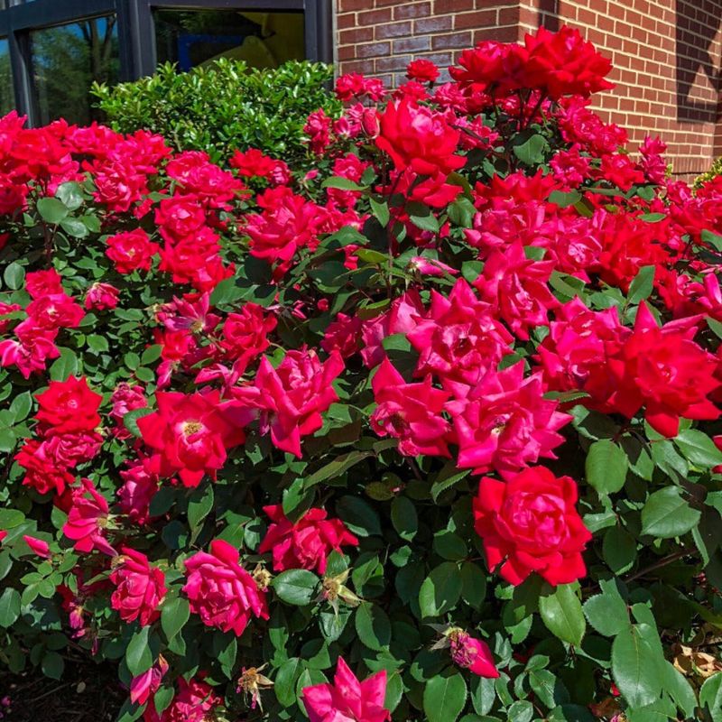 Knock Out Roses Earn Their Reputation Honestly