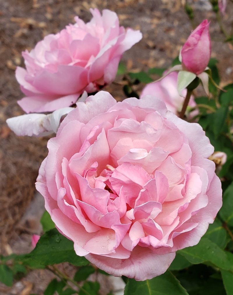 Beyond The Labels: Antique Beauties That Endure