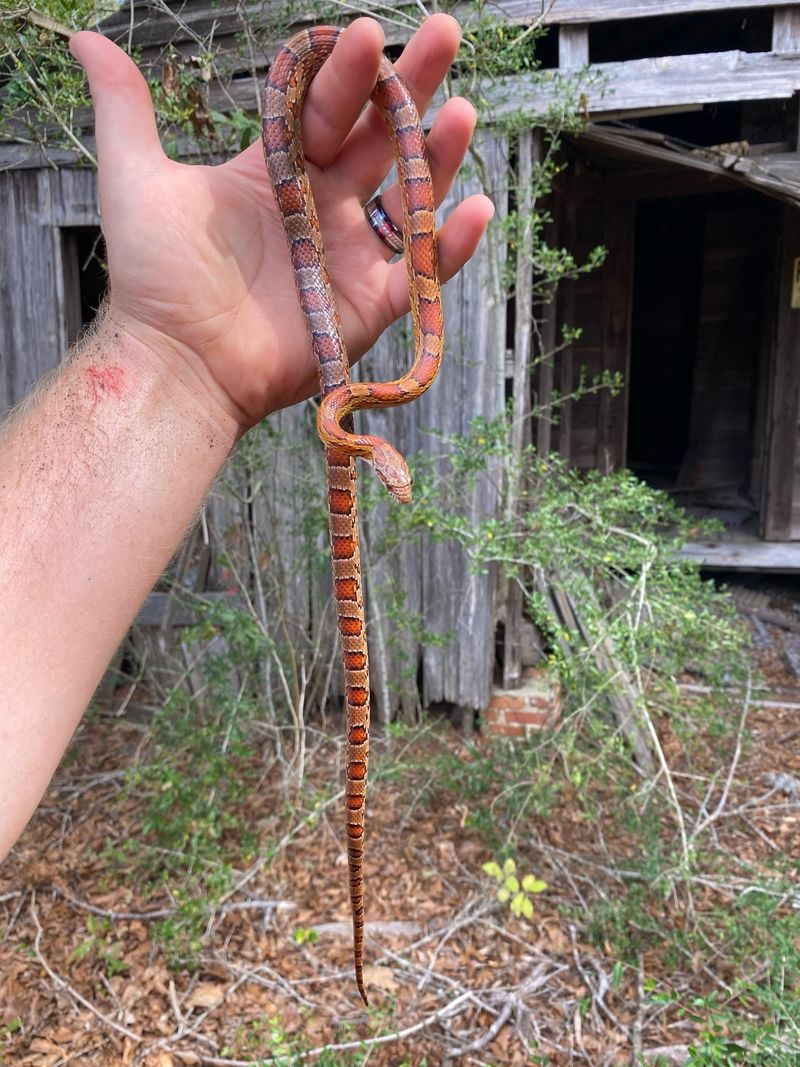 The Likely Orange Snake Is A Red Cornsnake