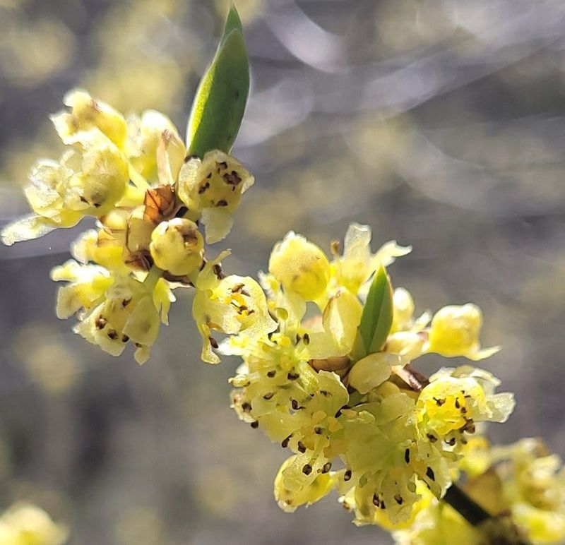 Meet The Native Behind The Better Habitat