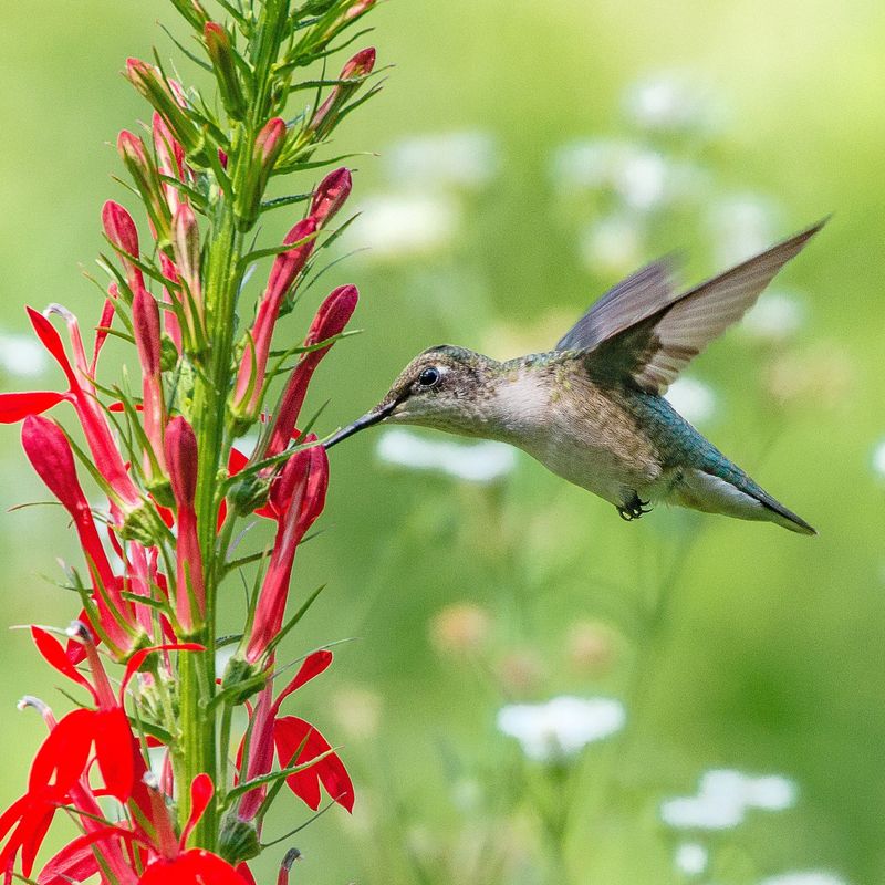 Cardinal Flower Offers A Late-Summer Hummingbird Opportunity
