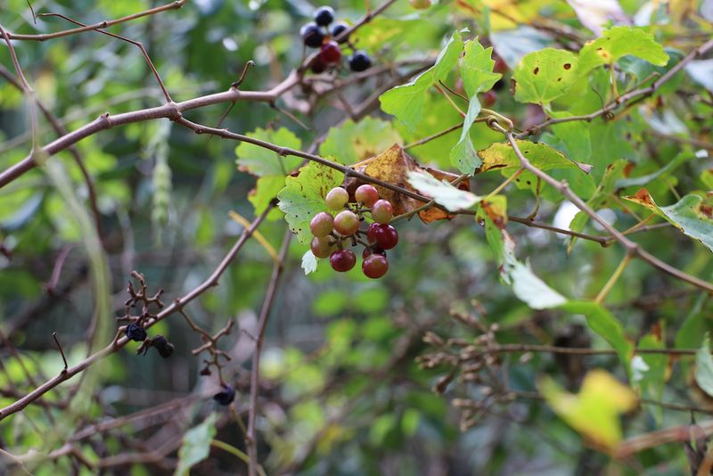 The Wild Grape Climbing Your Fence