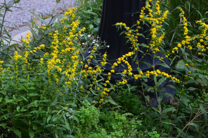 Canada Goldenrod Fits The Headline