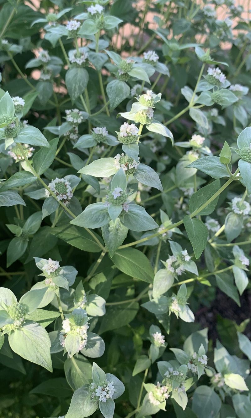 Silver Bracts Supply the August Color