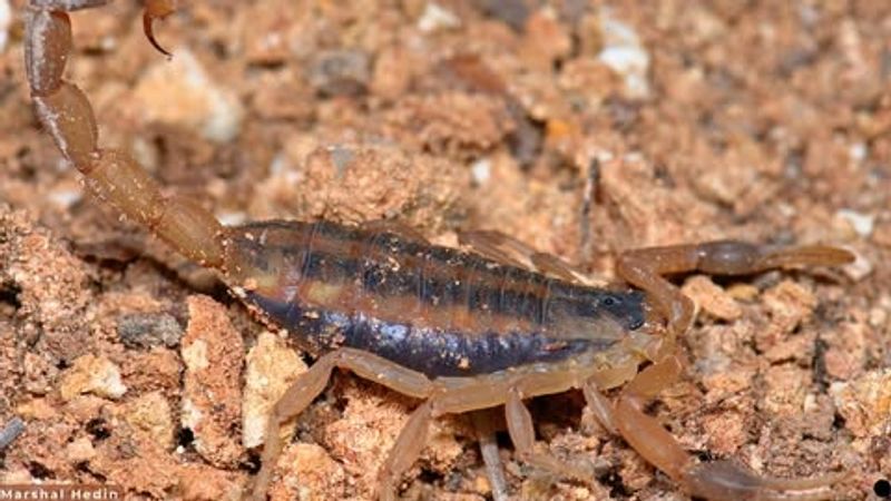 Aromatic Foliage Is Not a Proven Scorpion Repellent