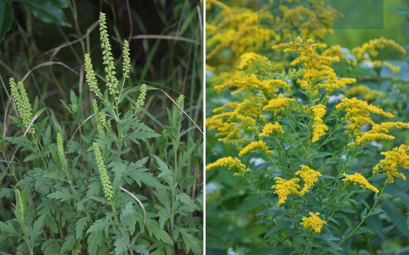 Goldenrod And Ragweed Create A Common Mix-Up