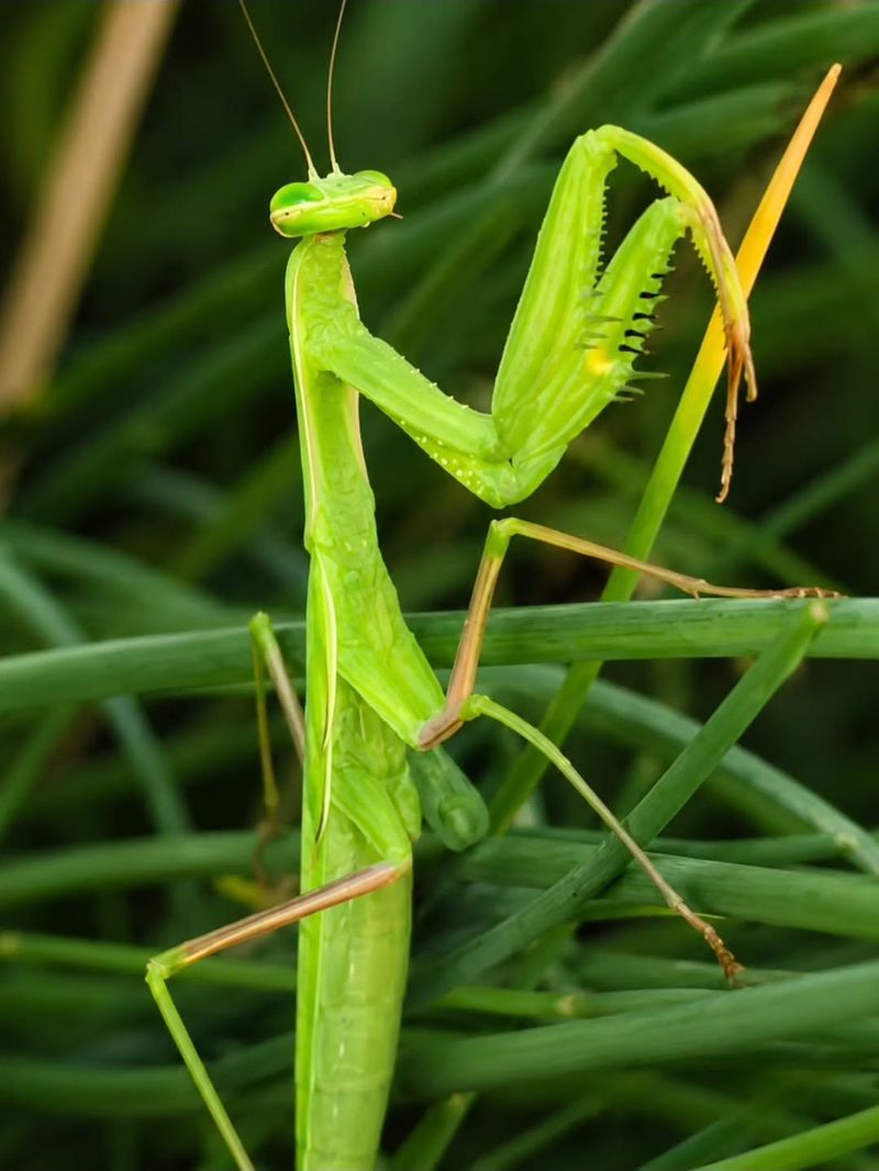 The Still Insect Is A Praying Mantis