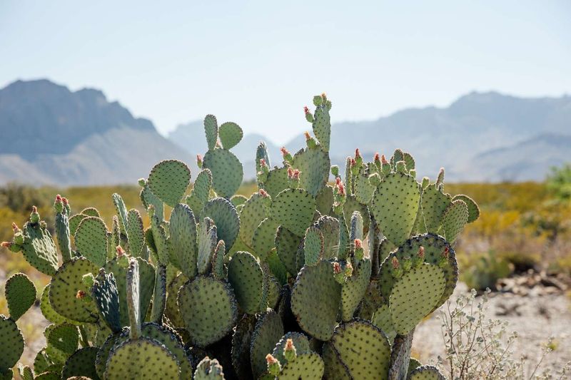 A Locally Native Prickly Pear Can Add Cover