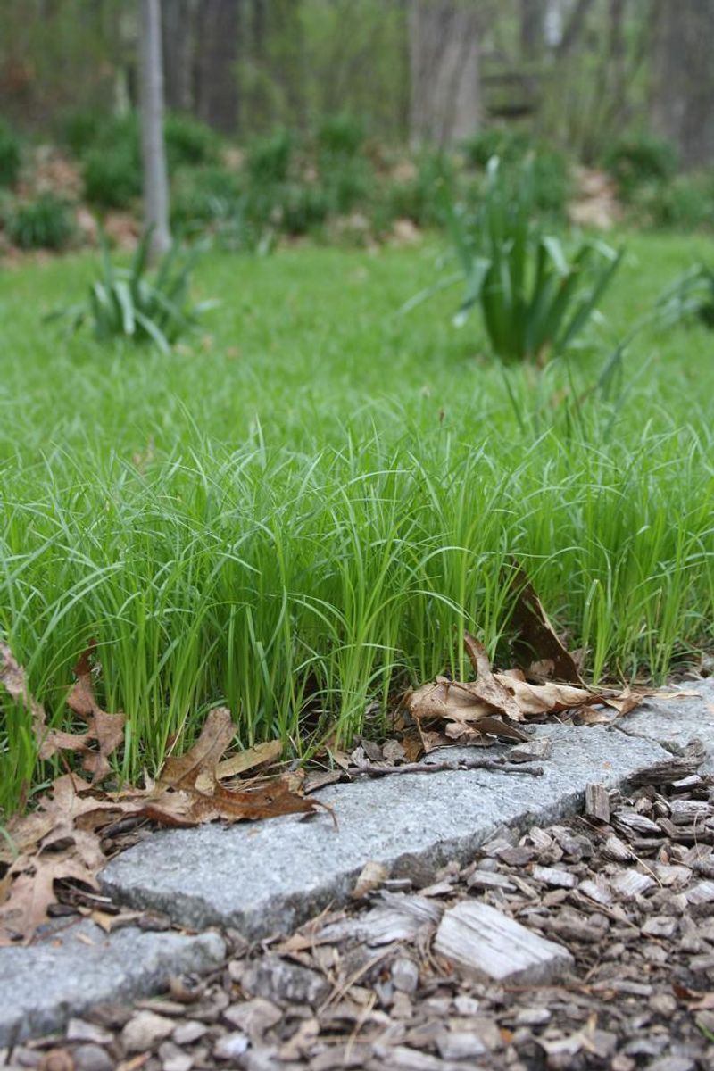 Pennsylvania Sedge Is A Quiet Workhorse
