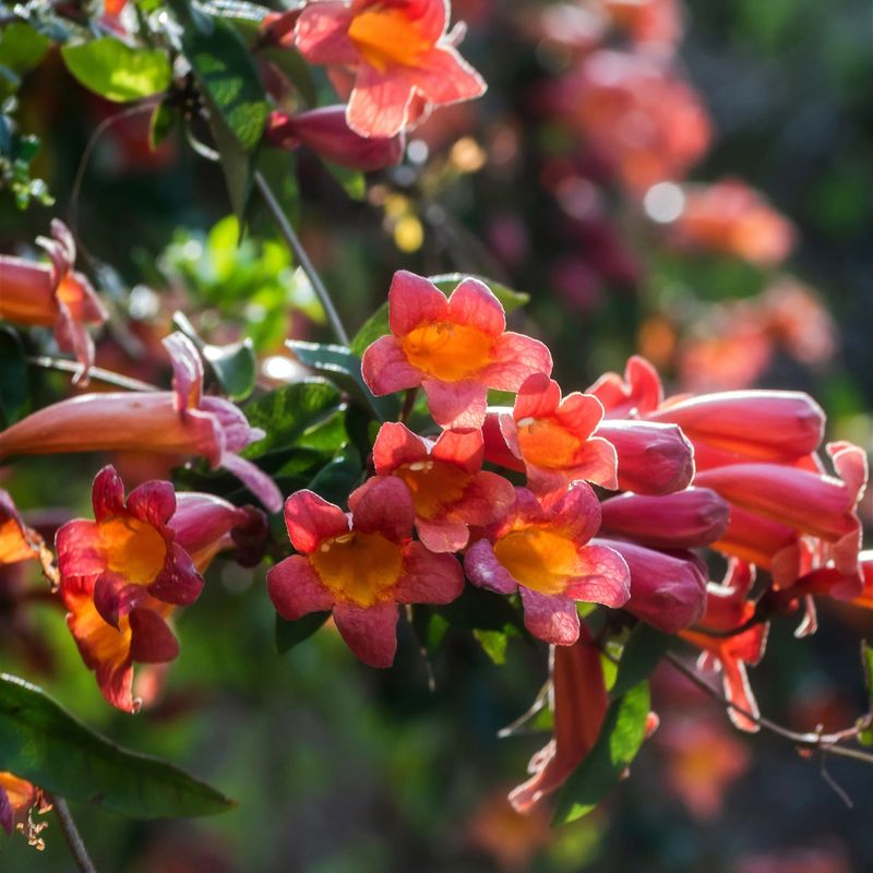 Meet The Good Neighbor Vine Crossvine