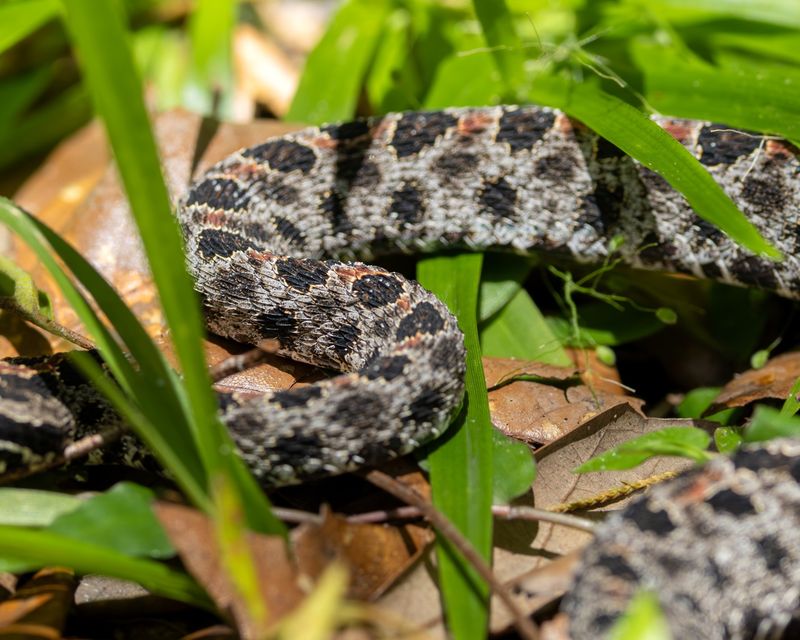 A Dusky Pygmy Rattlesnake Could Be Under The Leaves