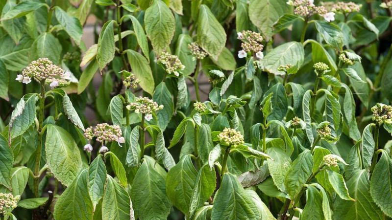 Afternoon Wilt Does Not Prove Dry Soil