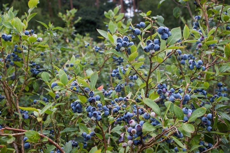 Highbush Blueberry Fuels Early Birds And Their Broods