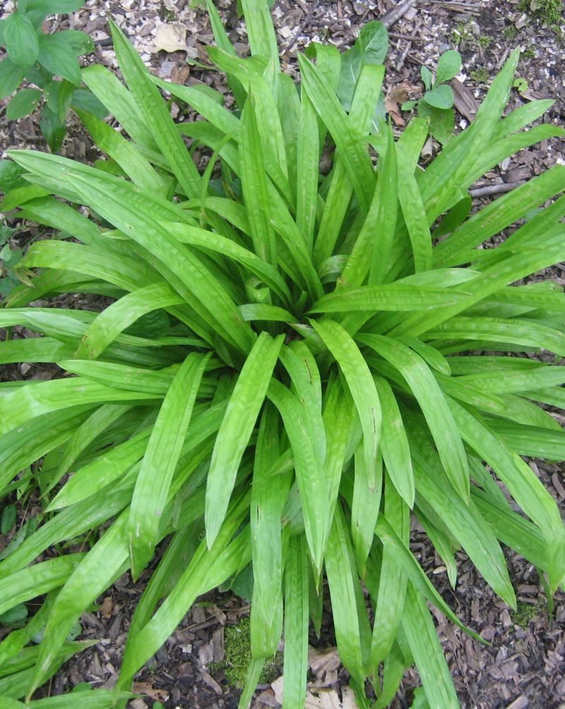 For Shady, Moist Spots: Plantain-Leaf Sedge