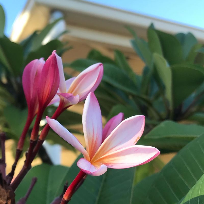 Why The Flower Sites Sit At The Tips