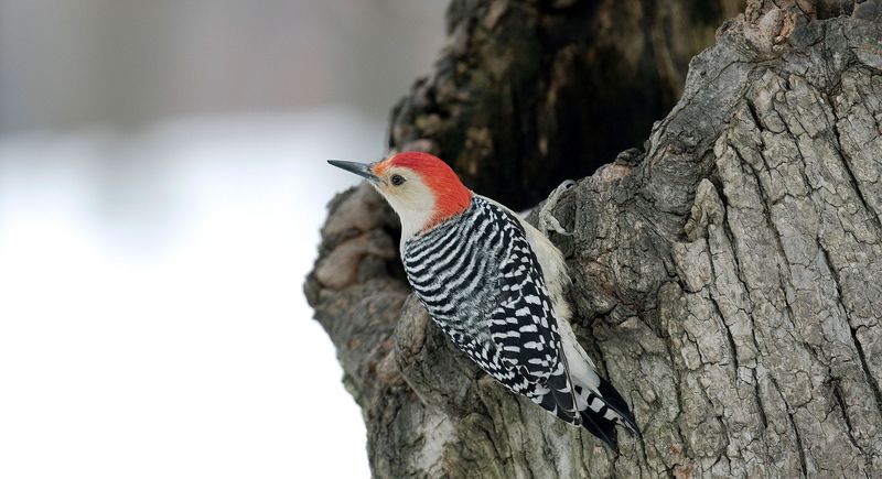 What Is the Bird Actually Finding?