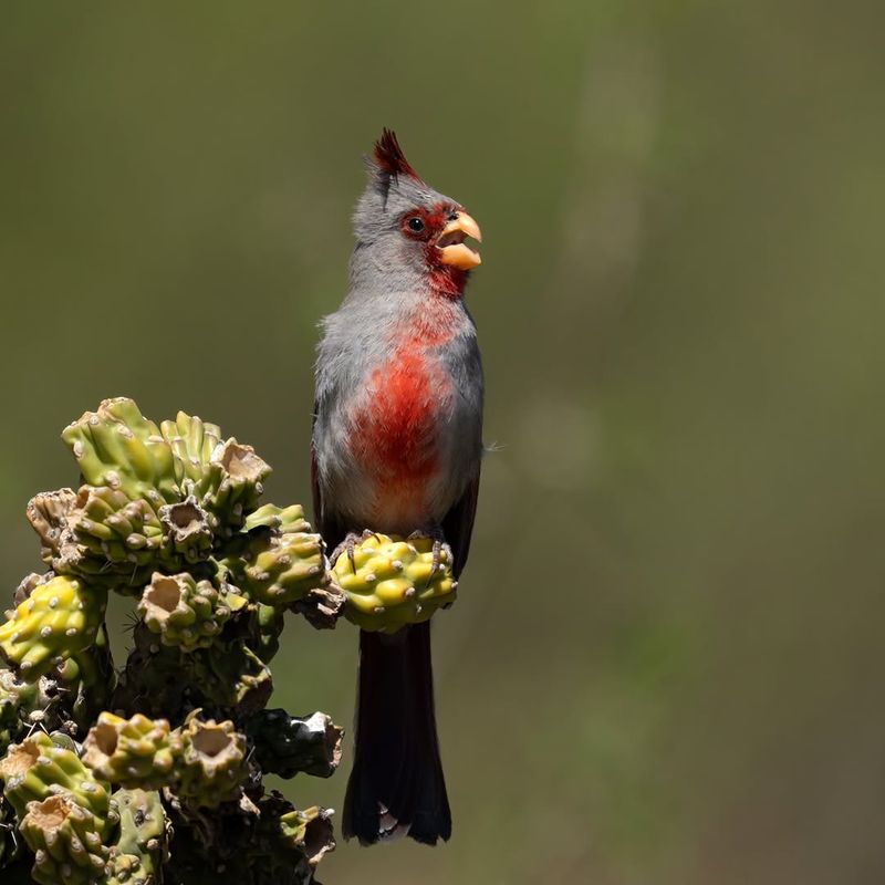 Check For A Texas Cardinal Lookalike
