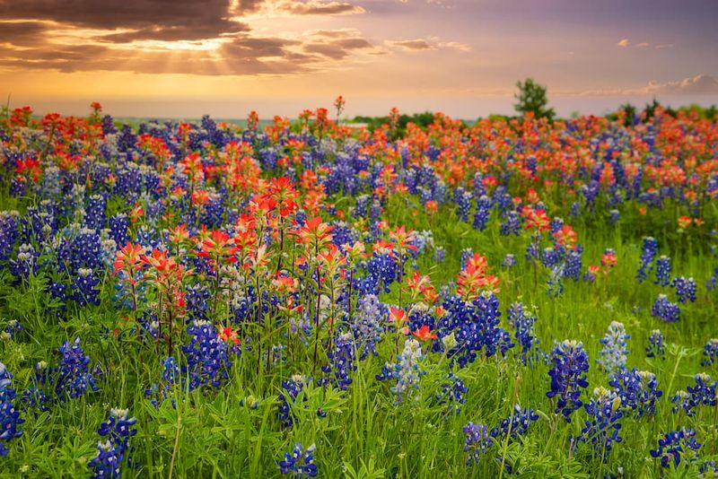 Give Your Wildflowers Plenty Of Texas Sunshine