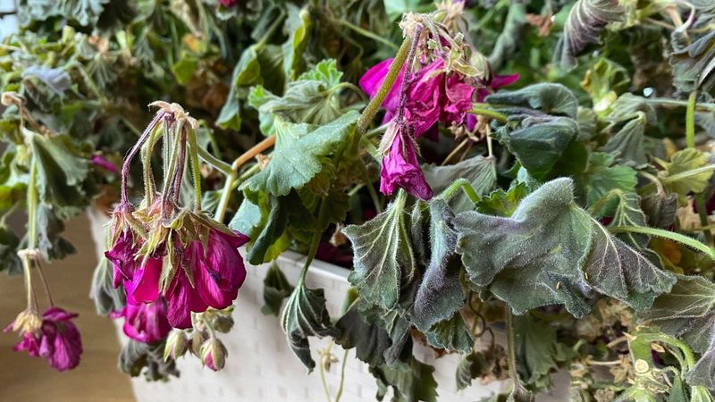 Temperature Swings Quietly Stall Your Blooms