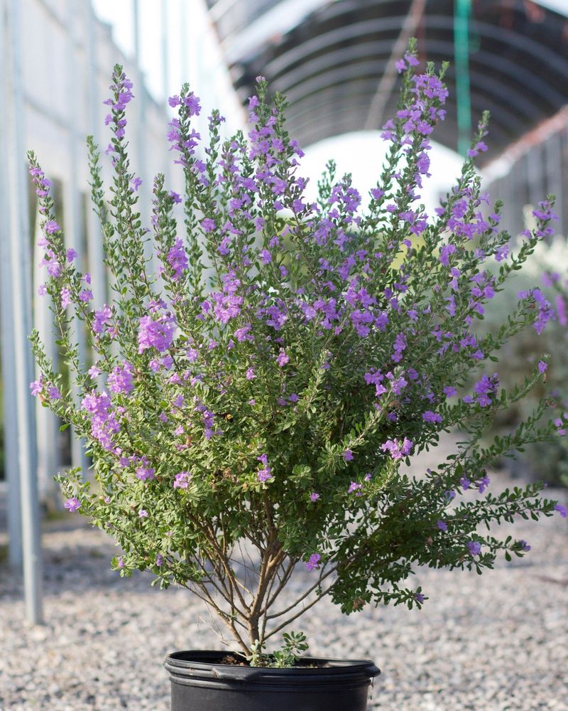 Pruning Supports Blooms—It Does Not Schedule Them