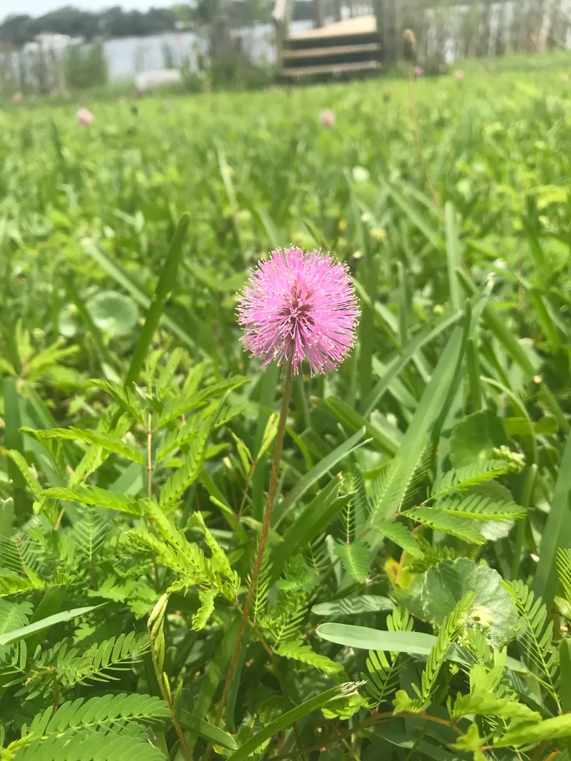 Choose The Groundcover Before You Remove Turf