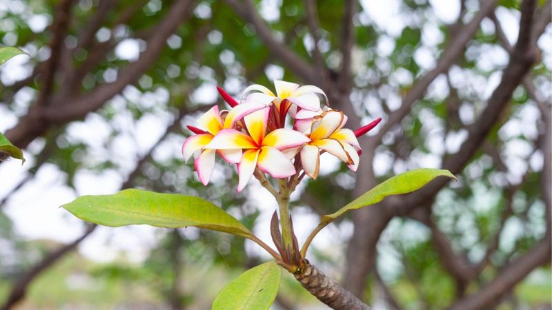 Protect The Tips That Can Carry Flowers