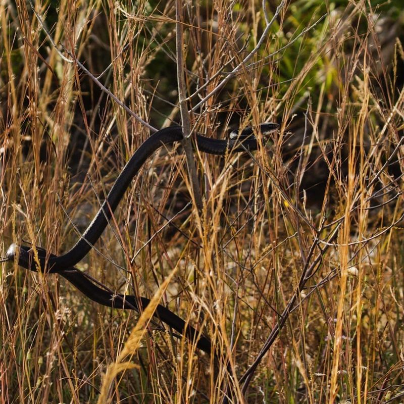 Reduce Snake Encounters Without Handling Snakes