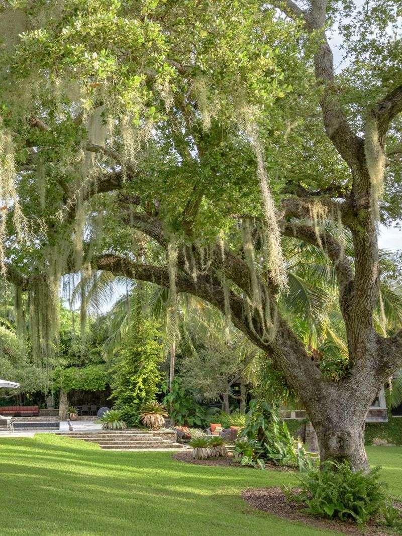 Live Oaks Offer Cavity Comfort And An Insect Buffet