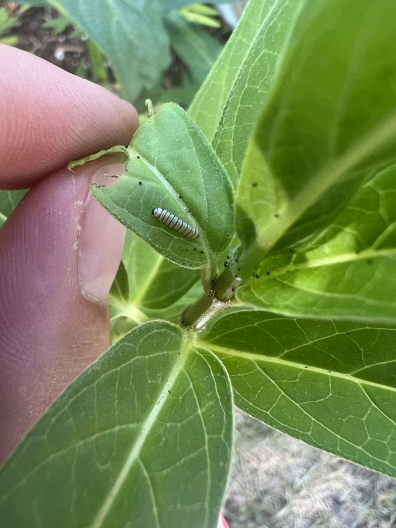 A Chewed Milkweed Plant Is Usually Doing Its Job