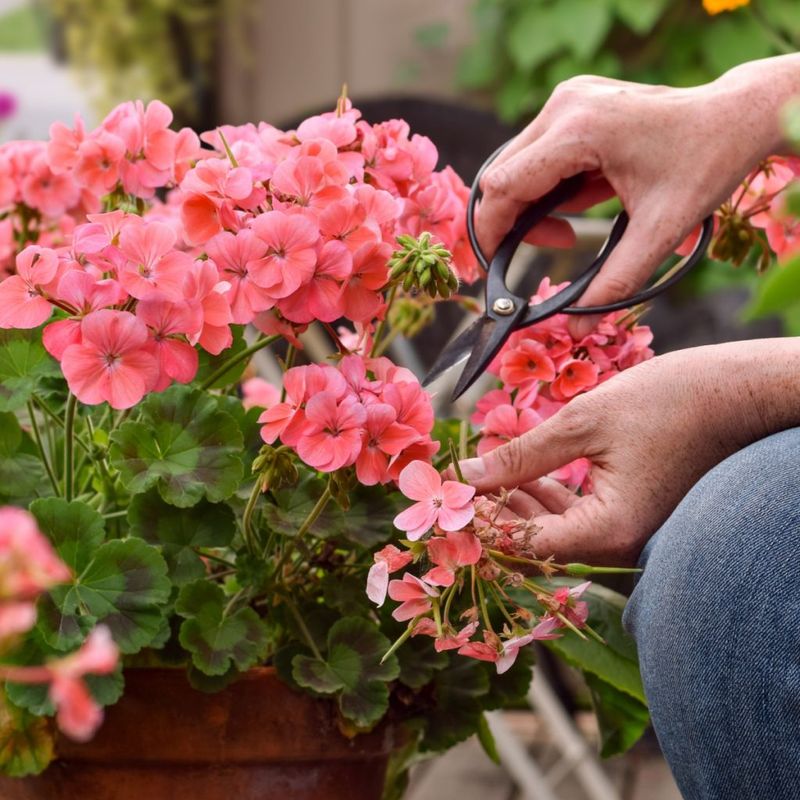 Pinch Off Fading Blooms to Keep the Party Going