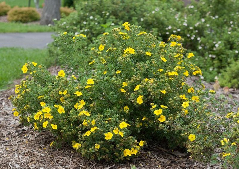 Why the Flowers Keep Reappearing