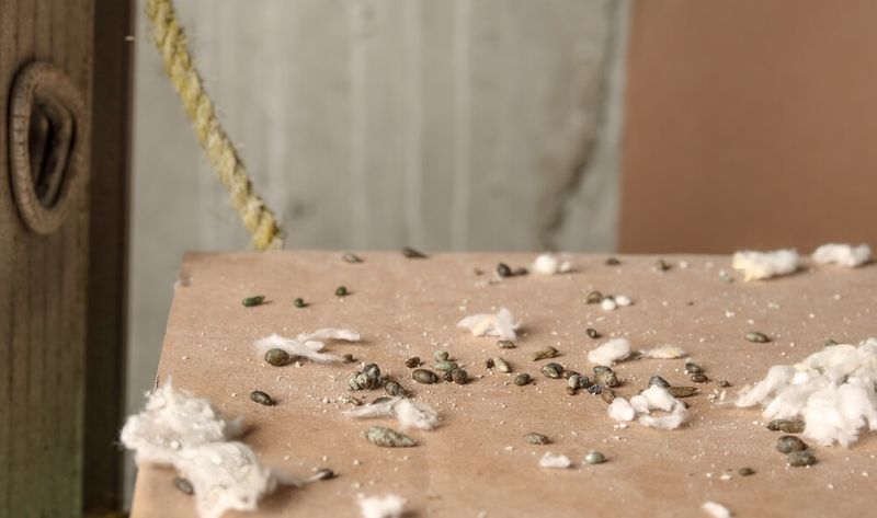 Look For Several Signs Of Rodents