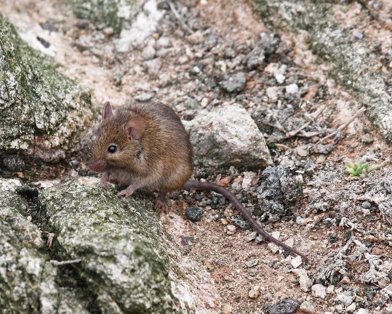 Why a Fox Sighting Cannot Prove Rat Control