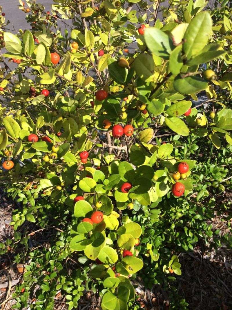 The Fragrant Shrub With Late Summer Berries