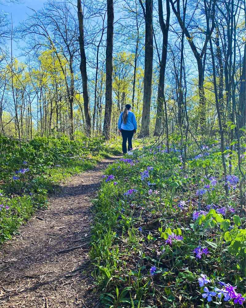 State Park And Forest Rules Protect Wild Plants