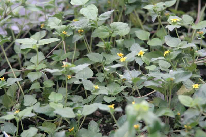 The Likely Plant Is Horseherb