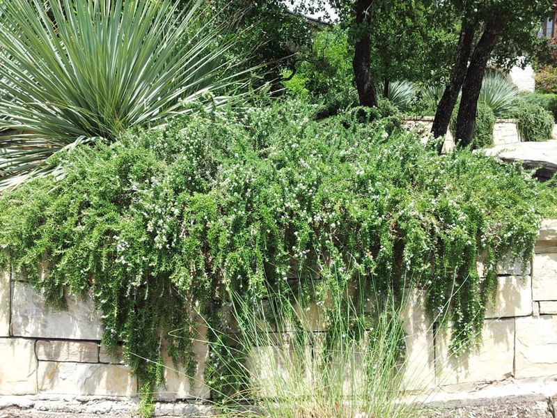Rosemary Stands Guard With Aromatic Might
