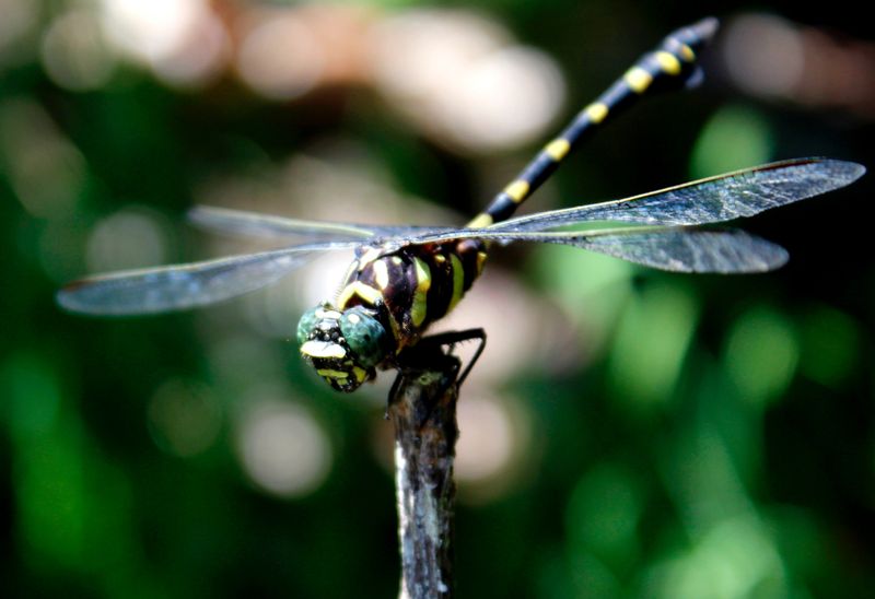 Dragonflies Are Actual Mosquito-Eating Machines