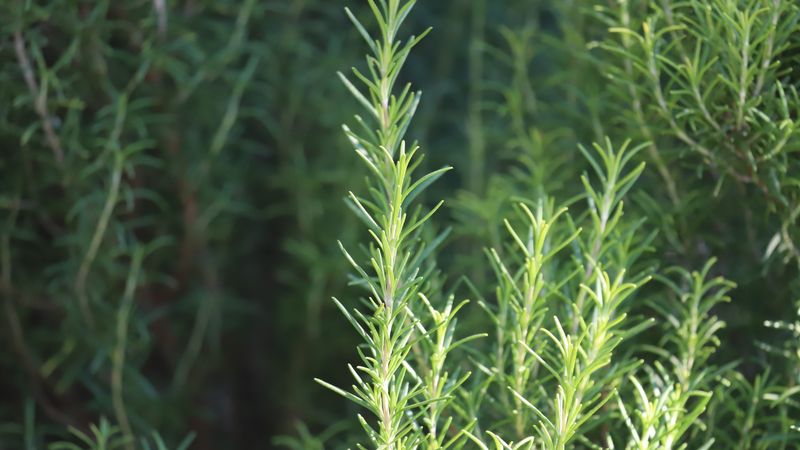 Rosemary May Be the Porch Plant in Question