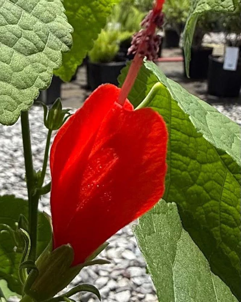 Meet Turk’s Cap, A Resilient Porch Choice